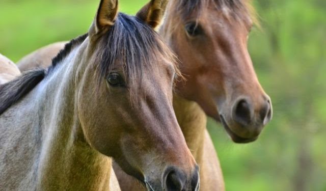 cavalos
