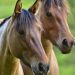 cavalos