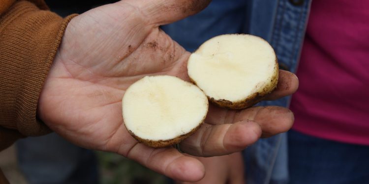 batata