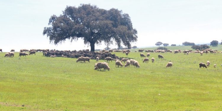 ovelhas no pasto