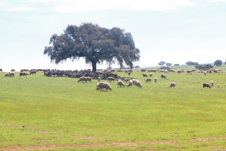 ovelhas no pasto