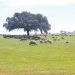 ovelhas no pasto