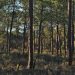 floresta