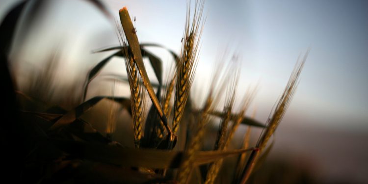 Wheat grows on a farm at sunset in the flooded midwestern New South Wales town of Forbes, Australia September 27, 2016. REUTERS/Jason Reed
