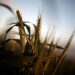 Wheat grows on a farm at sunset in the flooded midwestern New South Wales town of Forbes, Australia September 27, 2016. REUTERS/Jason Reed