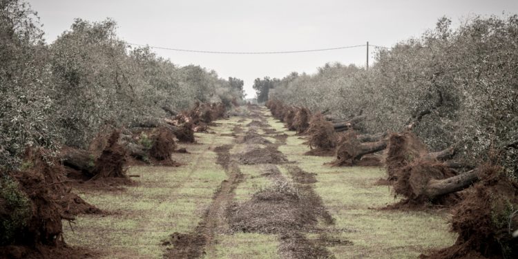Olival Xylella fastidiosa