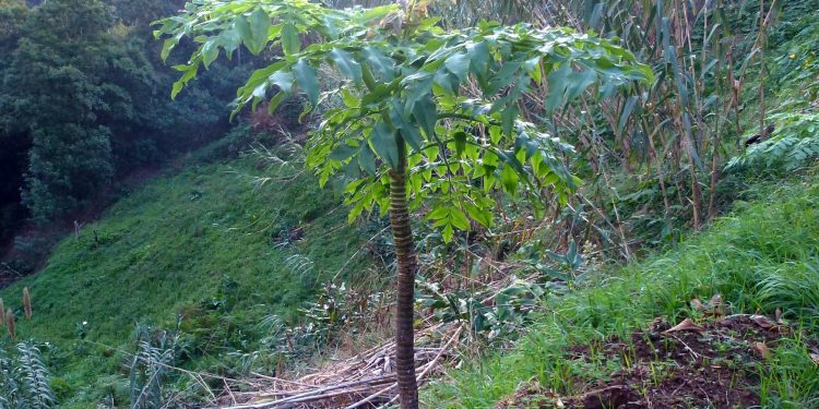 Levada Wanderungen, Madeira, Portugal