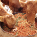 vacas tomate