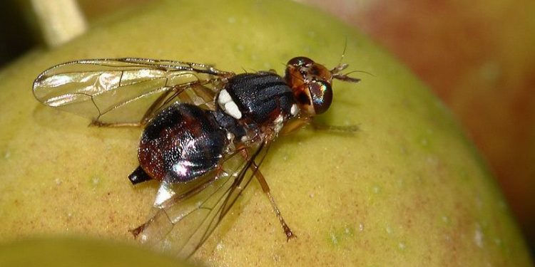mosca da azeitona