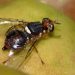 mosca da azeitona
