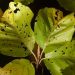 pragas plantas