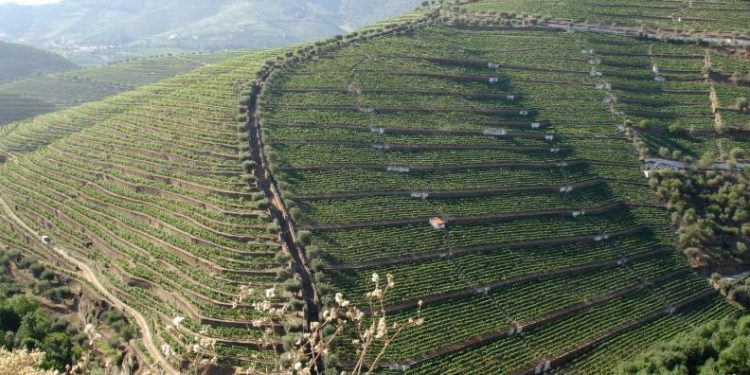 vinha douro