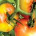 tomate