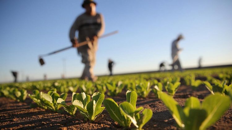 agricultores apanha amendoa