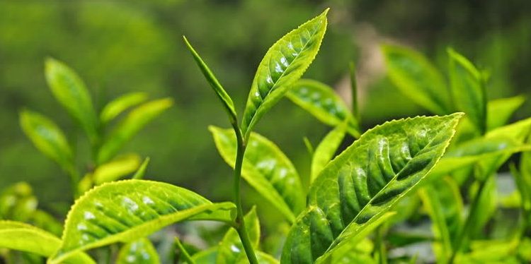 plantas