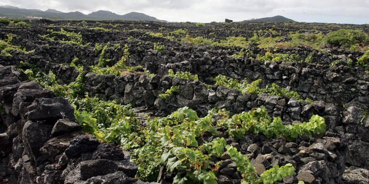 vinha açores