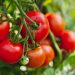 tomate