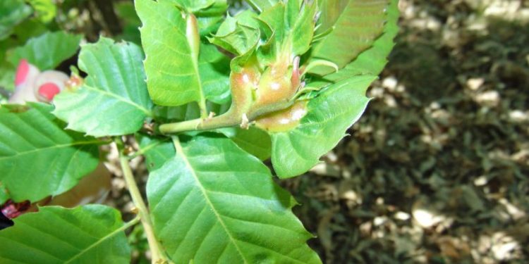 vespa das galhas castanheiro