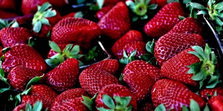 Morango