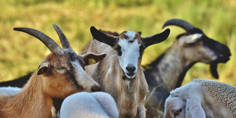 cabras