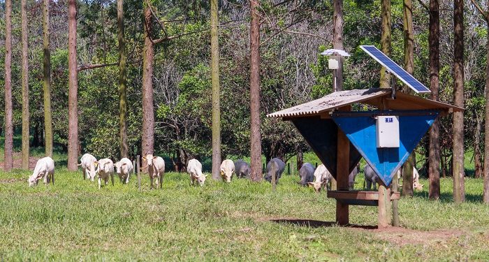 vacas brasil