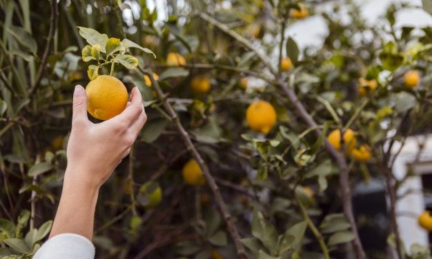 laranja