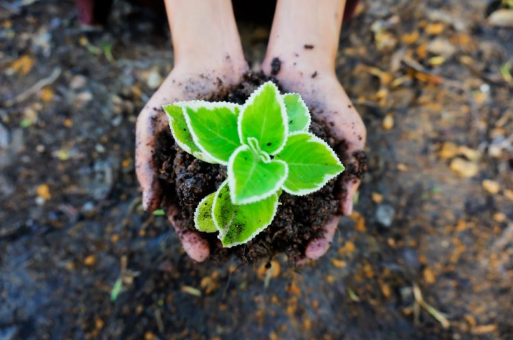 planta na mão