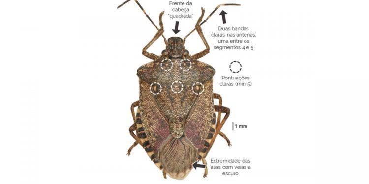 Halyomorpha halys