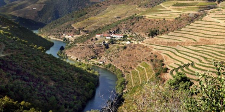douro vinhateiro