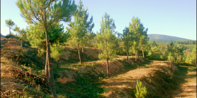 floresta