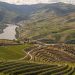 douro vinhateiro