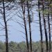 Pinhal de Leiria
