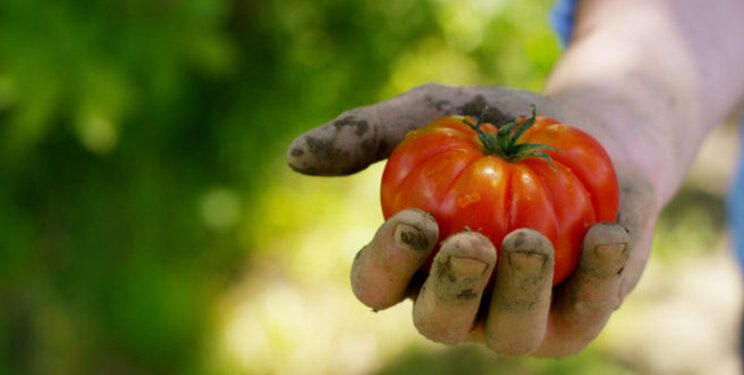tomate