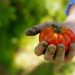 tomate