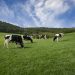 vacas