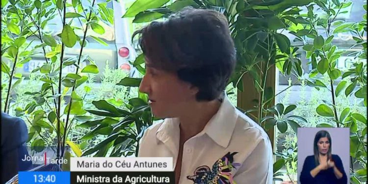 Maria do Céu Albuquerque