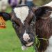 vaca açores