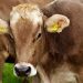 vacas