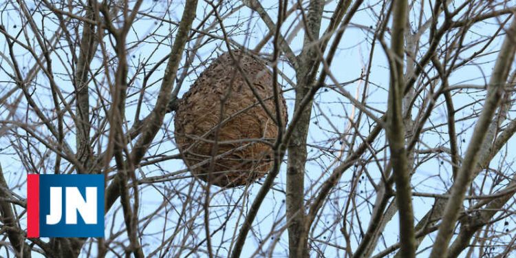 Porto, 19/01/2018 - Os Moradores do Bairro de Ramalde e Viso estão alarmados apôs se aperceberem da existência de vários ninhos de vespas asiáticas.