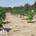 paulownia