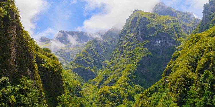 floresta laurissilva madeira