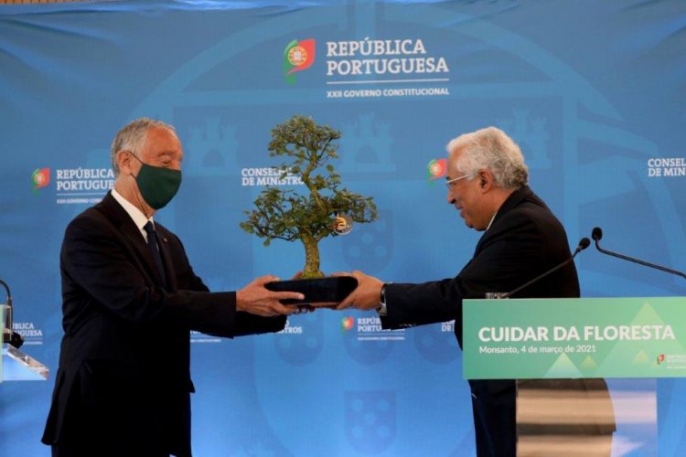 marcelo costa bonsai