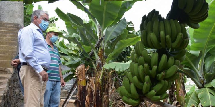 bananeiras