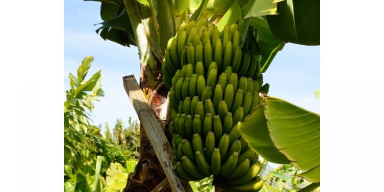 Banana