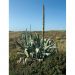 agave