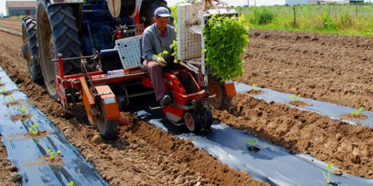 plantação