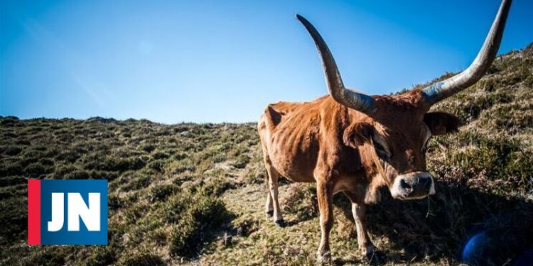 vaca