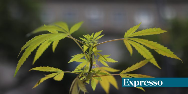 canabis medicinal expresso