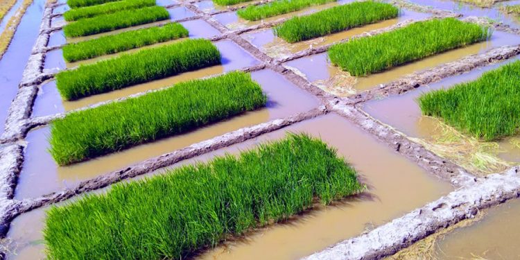 arroz consorcio bacterias