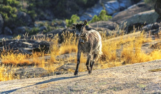 cabra serra da estrela